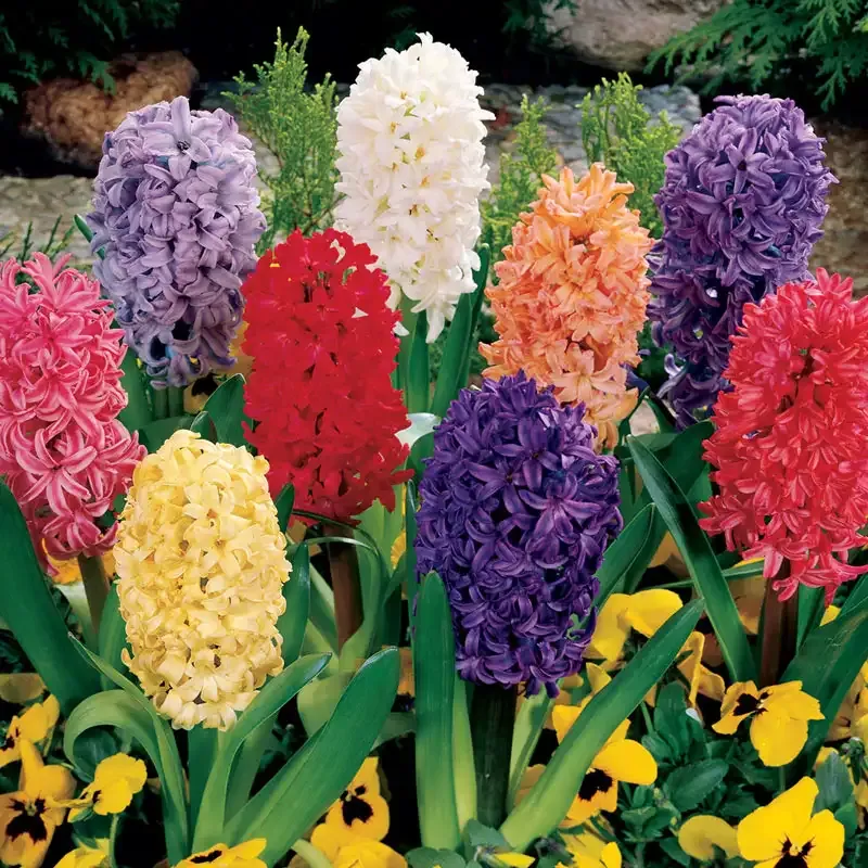 Hyacinth Mixed Assorted Fragrant Spring Flowering Bulbs