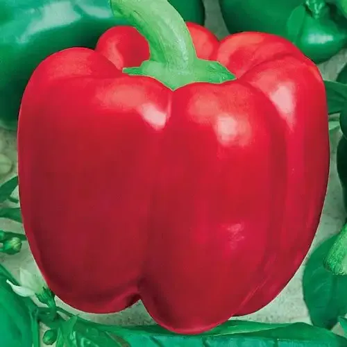 Calwonder 300 TMR Sweet Pepper Seeds - Tobacco Mosaic Resistant Variety