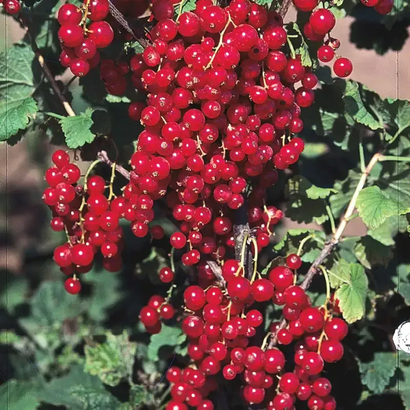 Red Lake Currant Plant - Productive Berry Shrub for Home Gardens