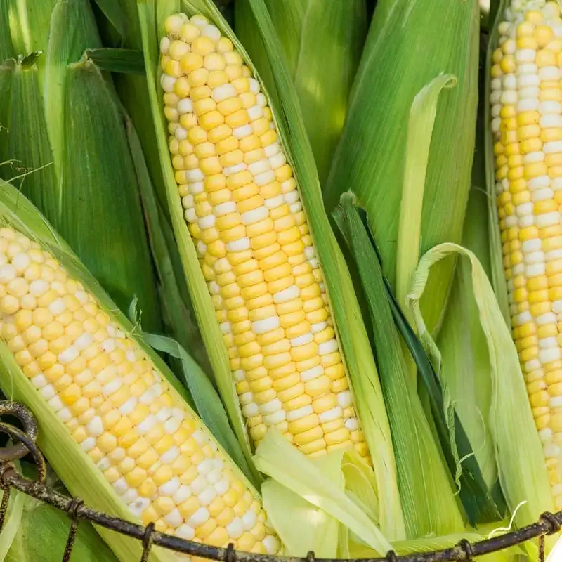 Hybrid Sweet Corn Seeds for Home Vegetable Gardens 1