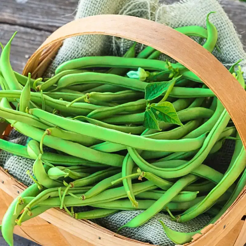 Early Contender Bush Bean Seeds - High-Yield Heirloom Vegetable Variety
