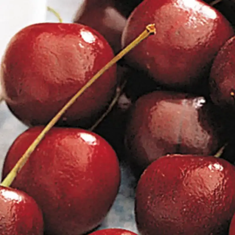 North Star Pie Cherry Bush - Compact Sour Cherry Variety 1