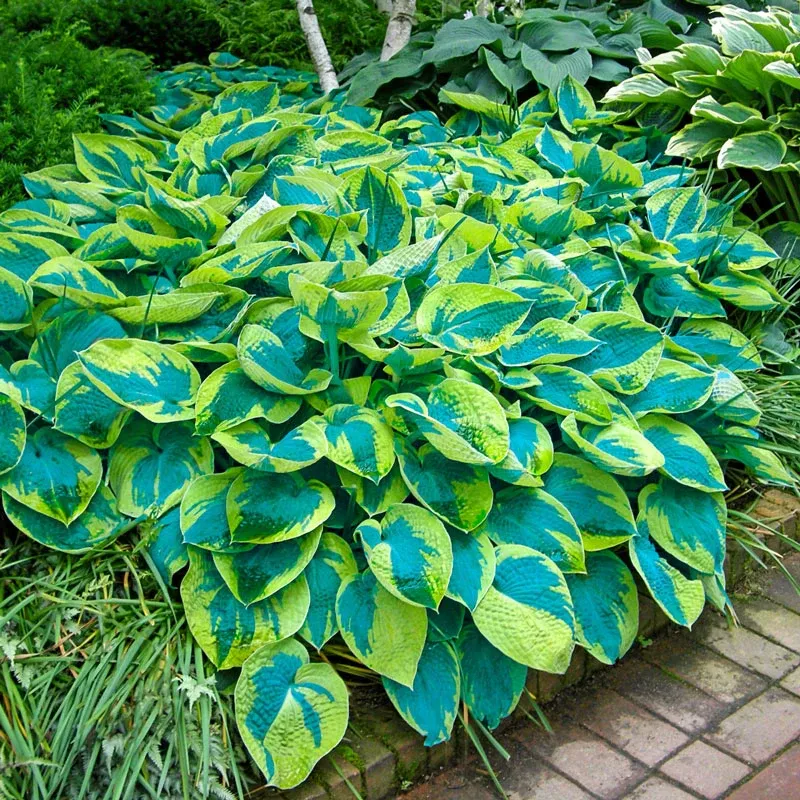 Tokudama Flavocircinalis Hosta Perennial Shade Plant