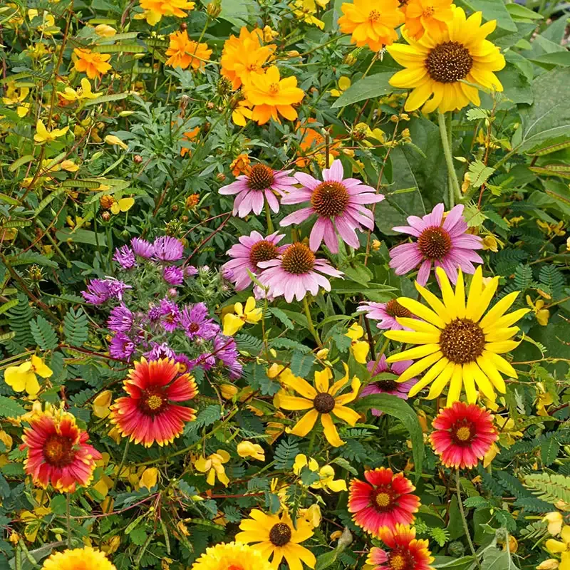 Wild Bird Seed Mix - Multi-Species Backyard Feeding Blend