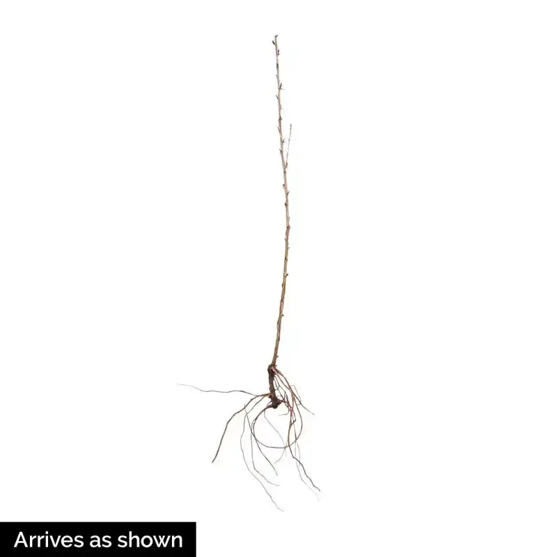 Pixwell Gooseberry Plant - Hardy Fruit-Bearing Shrub 3