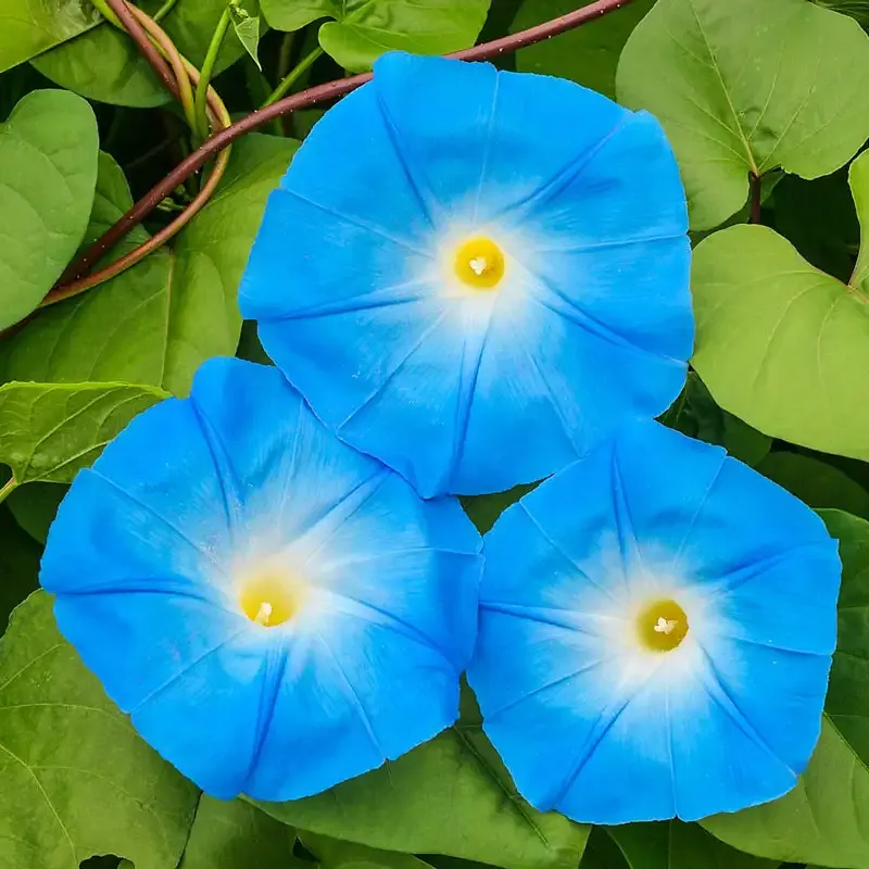Heavenly Blue Morning Glory Ipomoea tricolor Climbing Vine Seeds