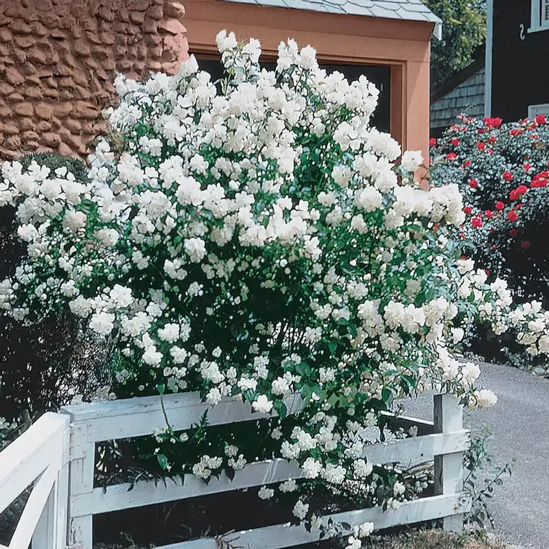 Snowbelle Mockorange Deciduous Flowering Shrub