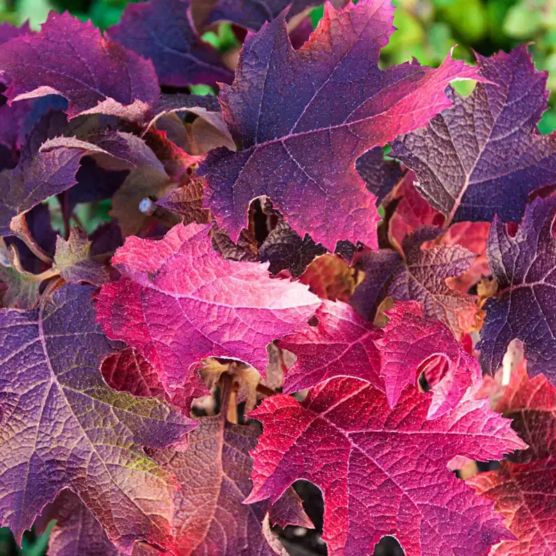 Ruby Slippers Dwarf Oakleaf Hydrangea Compact Deciduous Shrub 2