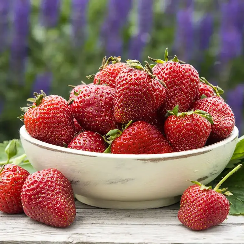 Charlotte Everbearing Strawberry Plant - Productive Perennial Fruit Variety