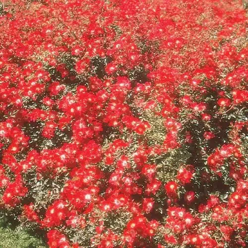 Red Meidiland Groundcover Rose Shrub