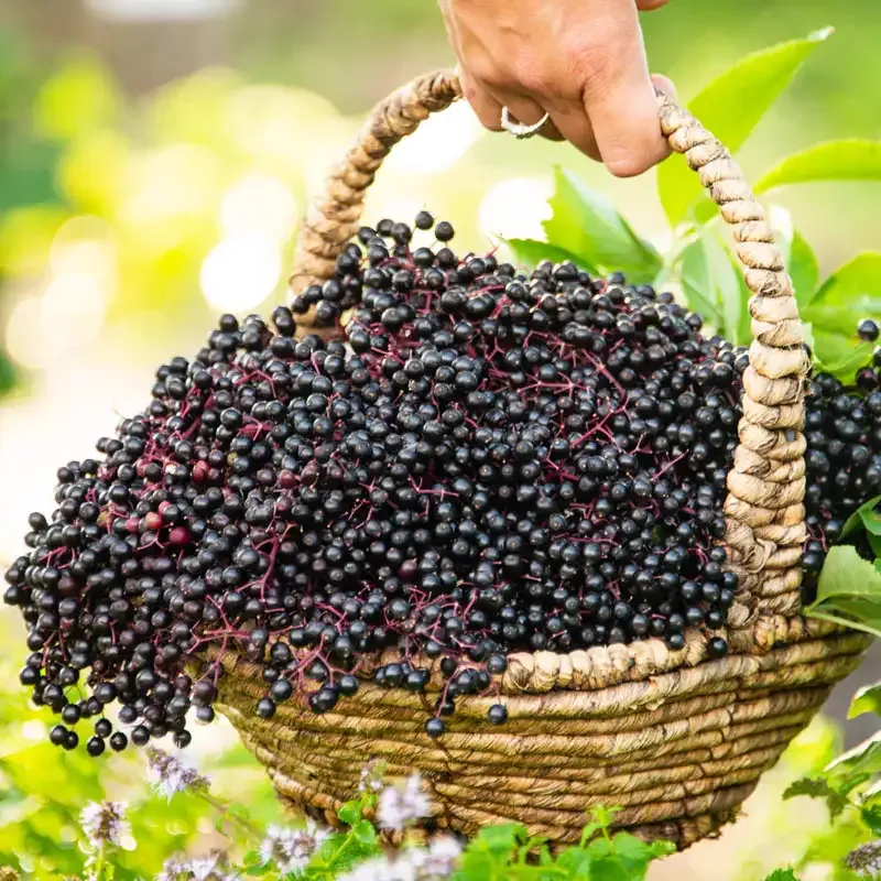 York Elderberry Plant - Sambucus Canadensis Fruit-Bearing Shrub