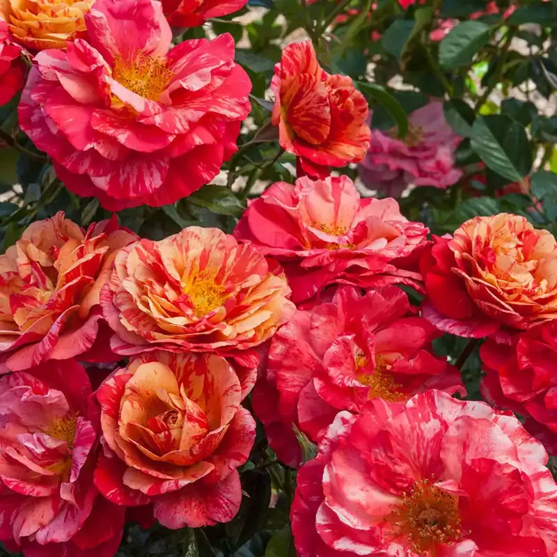 Frida Kahlo Floribunda Rose - Repeat-Blooming Striped Garden Shrub