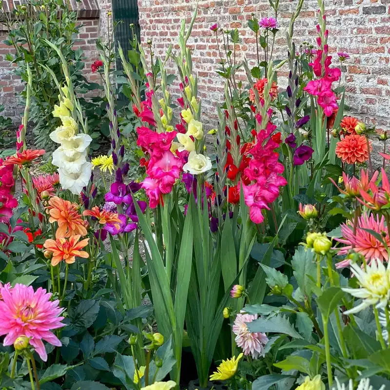 Garden Blend – Gladiolas and Dahlias Summer Blooming Flower Bulbs