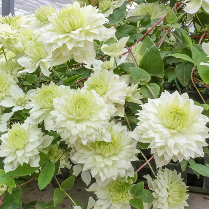 Manju Clematis Flowering Climbing Vine