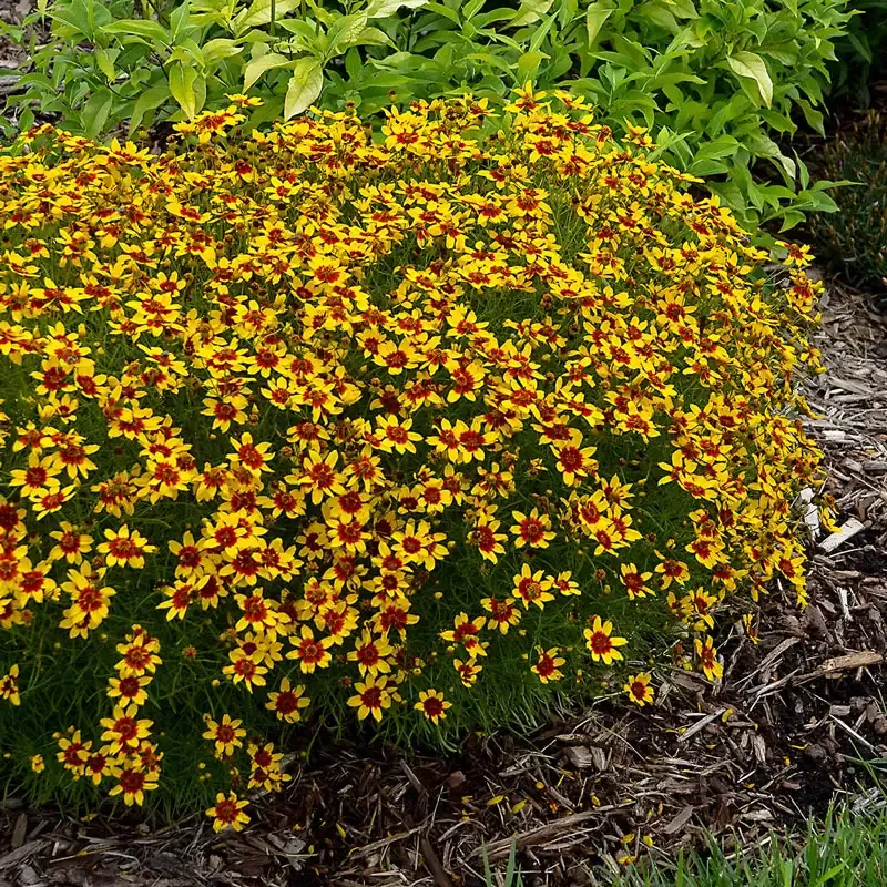 Curry Up Tickseed (Coreopsis) Perennial Flowering Plant 1