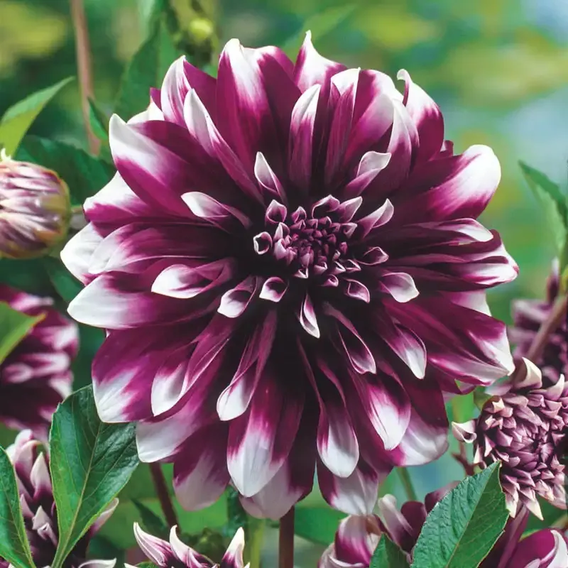 Contraste Dinnerplate Dahlia Bulbs - Bicolor Decorative Garden Flower
