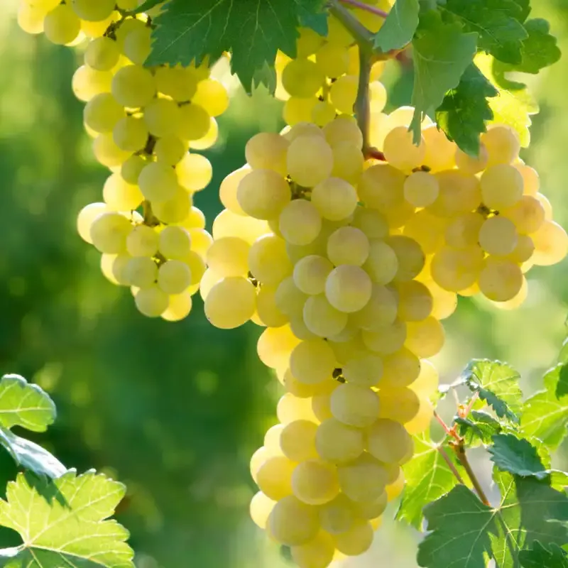 Edelweiss Grape Fresh Fruit Produce