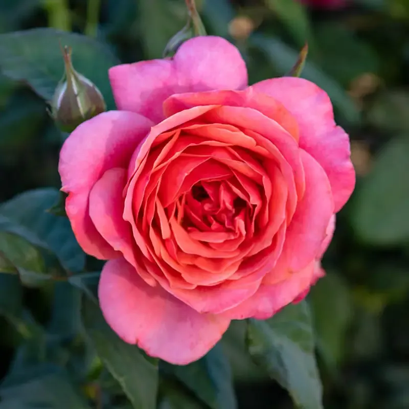 Grandiflora Rose Bush - Hardy Flowering Garden Shrub