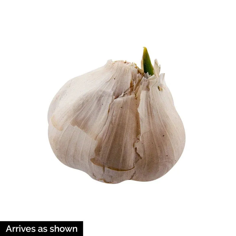 Red Hardneck Garlic Bulbs for Culinary Use 1