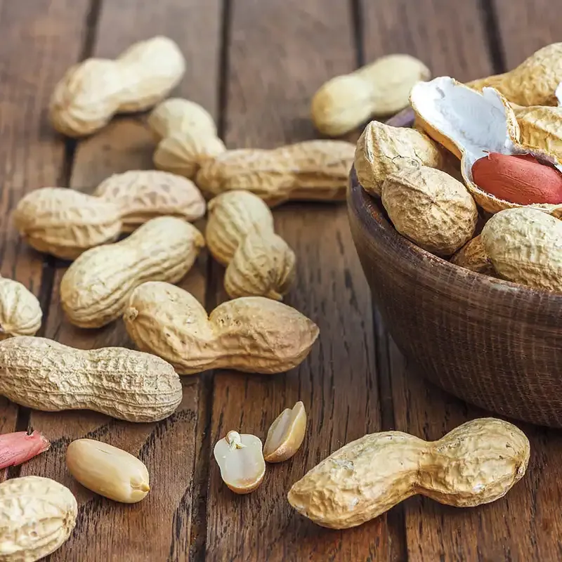 Bailey II Virginia Peanut Seeds for Agricultural Cultivation