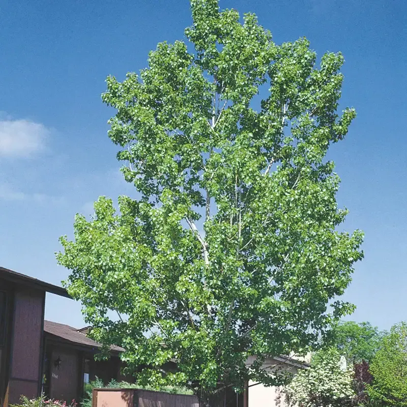 Hybrid Poplar Tree - Fast-Growing Deciduous Landscape Specimen