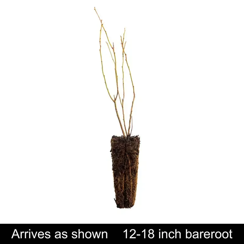 Jewel Southern Highbush Blueberry Bush - Early Season Variety 1