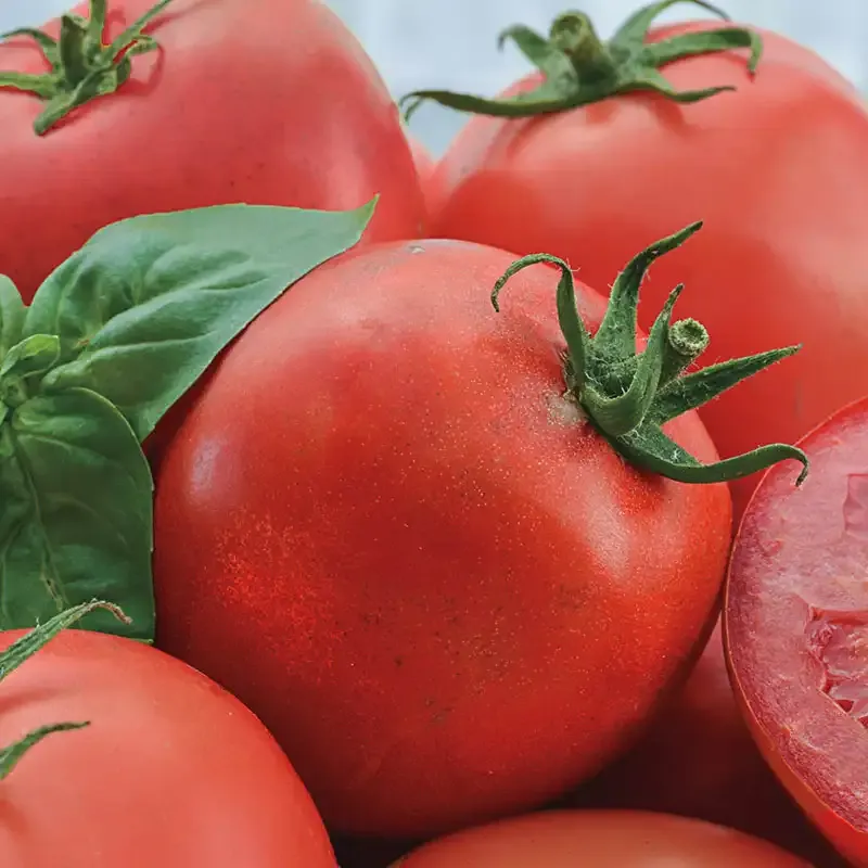 Hybrid Tomato Seeds for Home Gardening - 15 Seed Packet