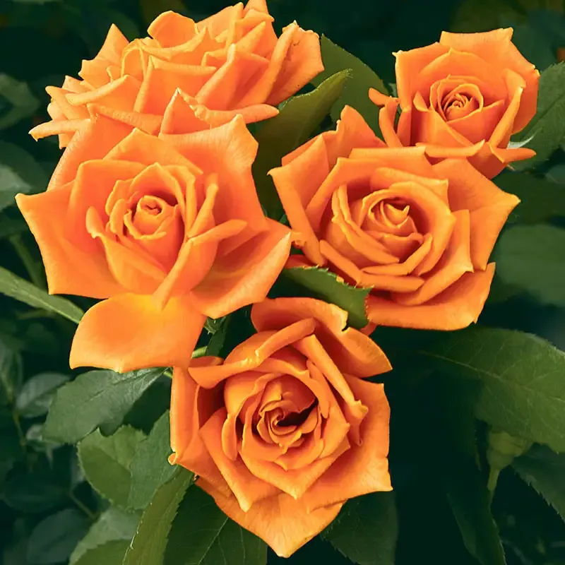 Floribunda Rose Bush - Repeat-Blooming Garden Shrub