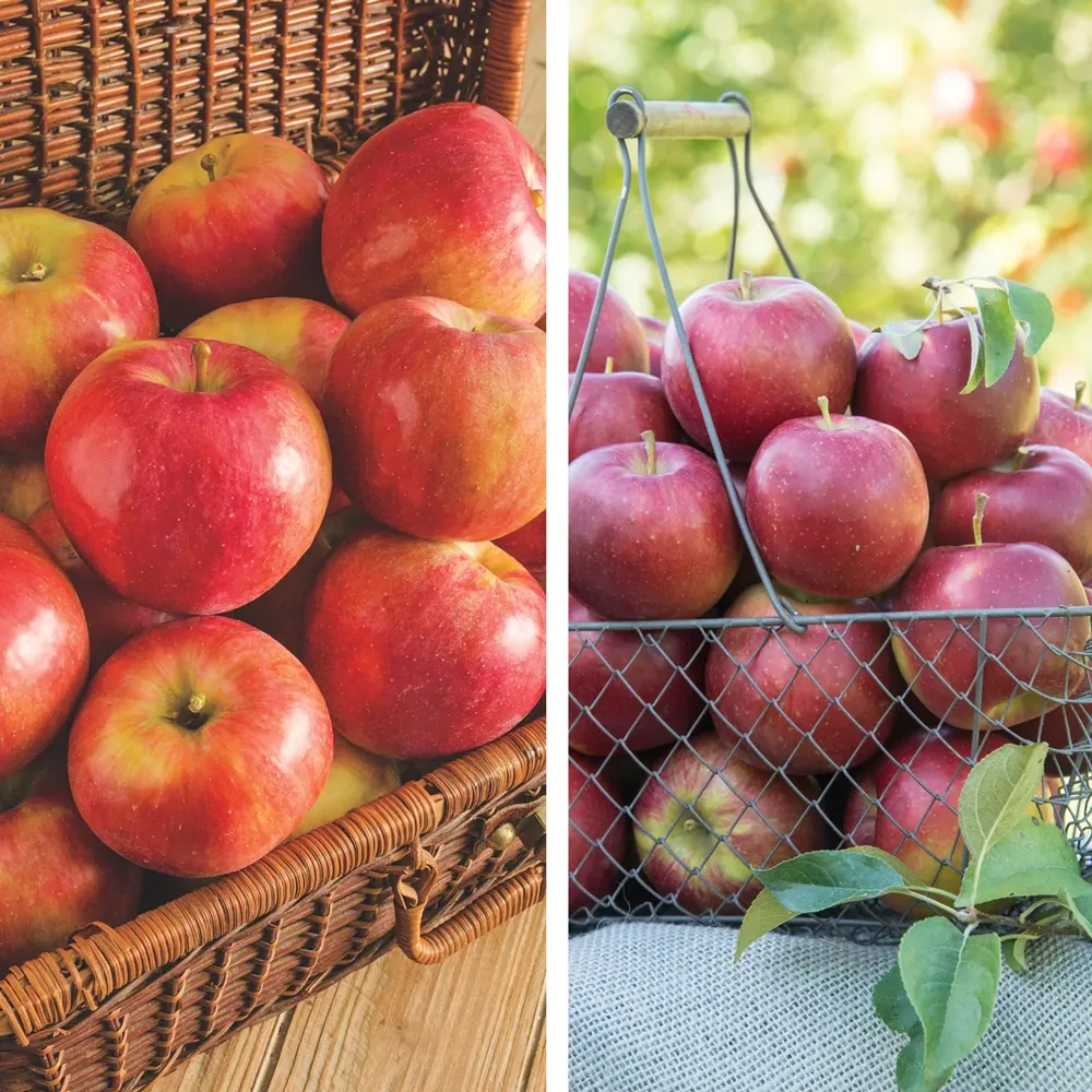Apple Tree Pollination Pack: Sweet Sixteen and Pixie Crunch Varieties