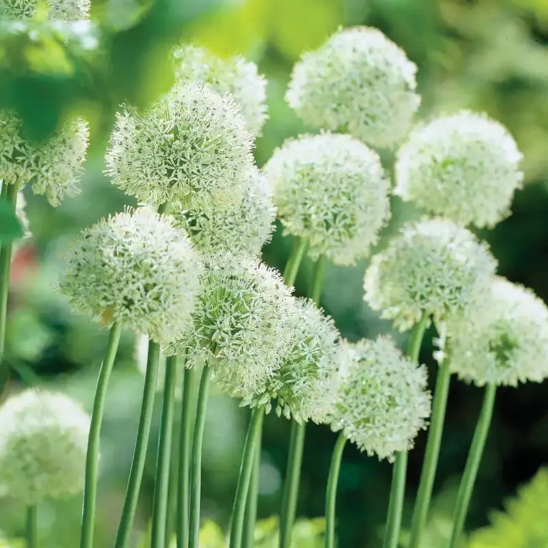 Deer-Resistant Allium Bulbs for Garden Borders 2