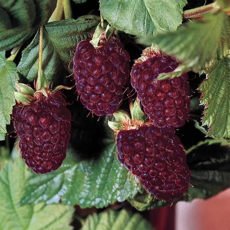 Thornless Boysenberry Plant for Home Gardening and Fruit Production