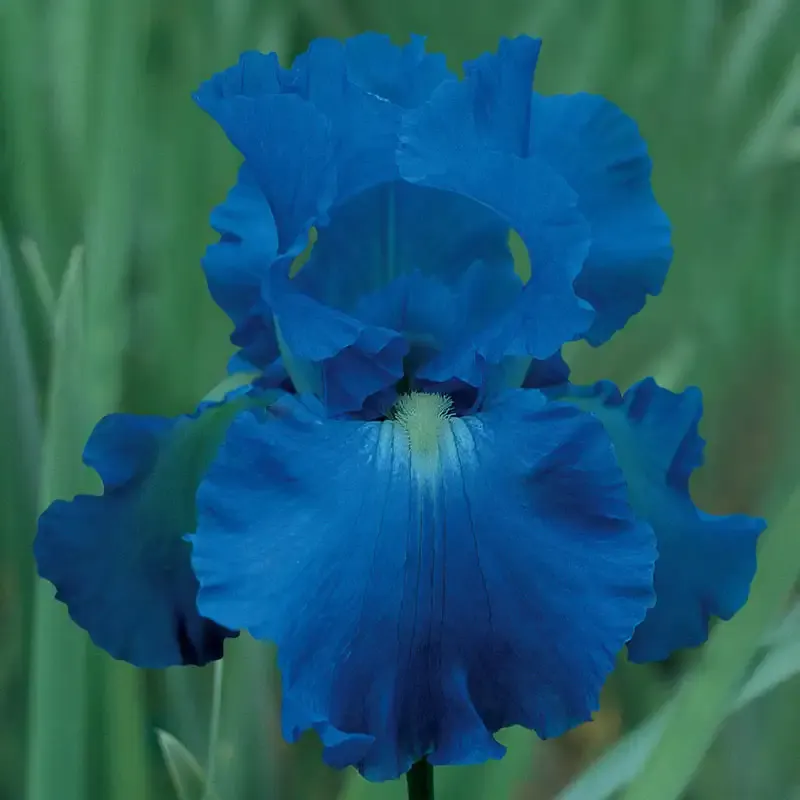 Victoria Falls Reblooming German Iris Perennial Rhizomes