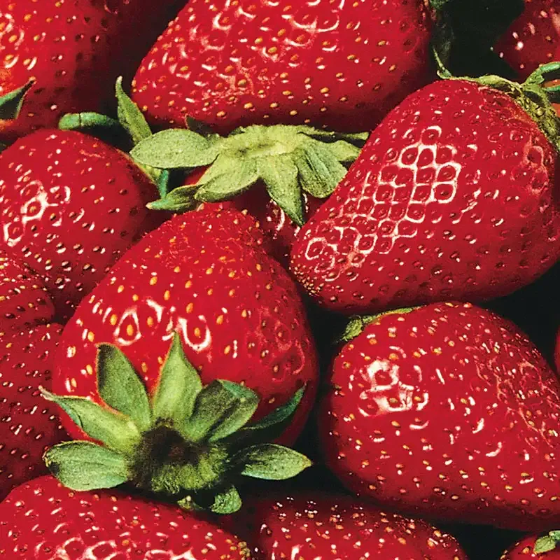 Eversweet Everbearing Strawberry Plant - Day-Neutral Perennial Fruit Starter