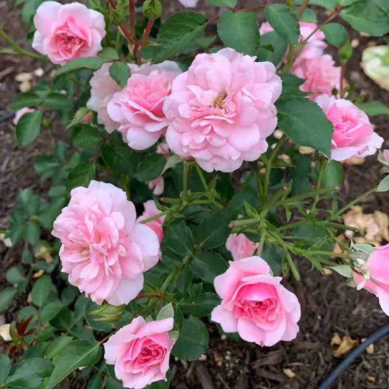 Bonica Shrub Rose - Repeat-Blooming Landscape Rose Bush