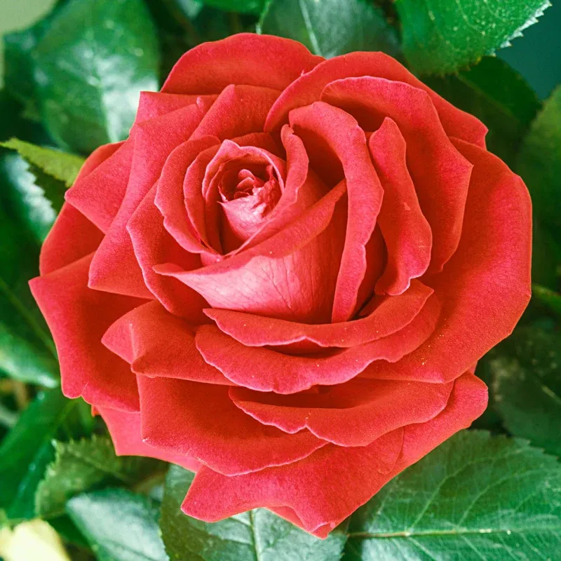 Tropicana Hybrid Tea Rose - Fragrant Orange-Red Garden Shrub 2