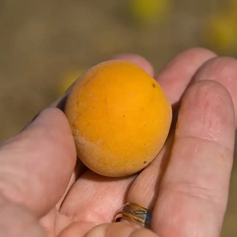 Shiro-Kaga Apricot Tree - Self-Fertile Deciduous Fruit Tree