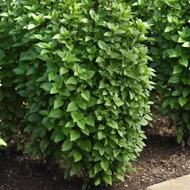 Thai Basil Herb Plant - Aromatic Culinary Herb for Home Cooking