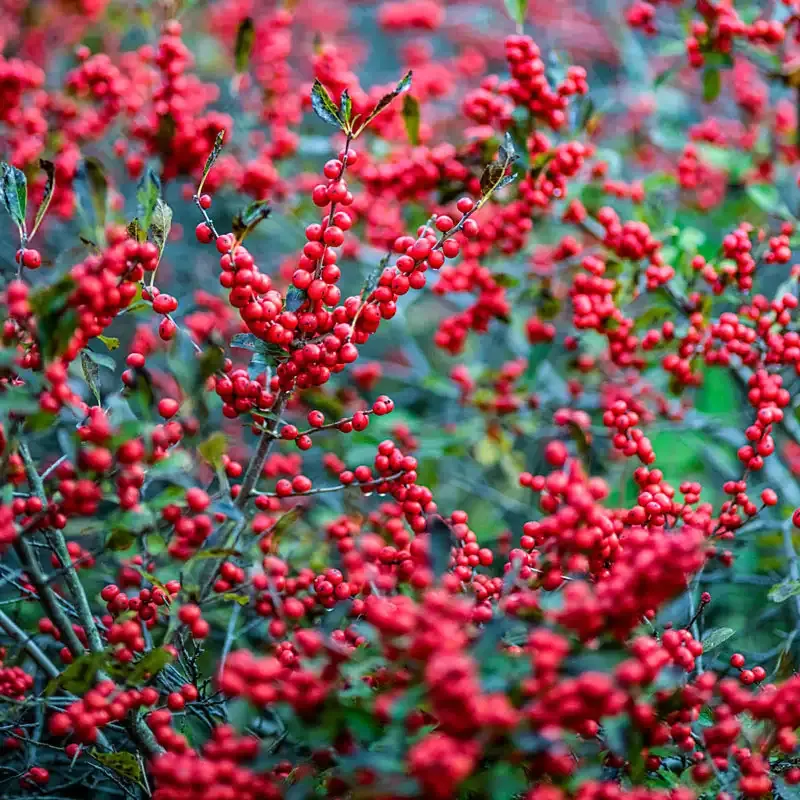 Winter Red Winterberry Pair - Decorative Artificial Floral Stems 1