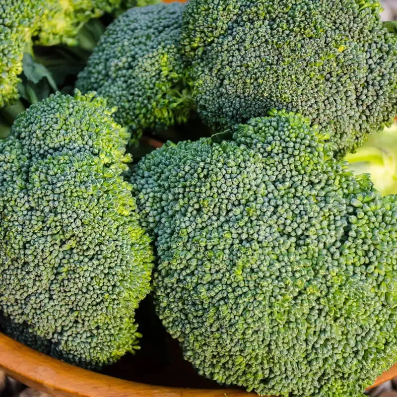 Green Magic Hybrid Broccoli Seeds - Reliable Uniform Maturity Variety