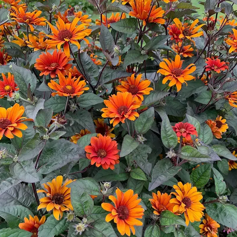 Bleeding Hearts False Sunflower (Heliopsis helianthoides) Perennial Garden Seeds 1
