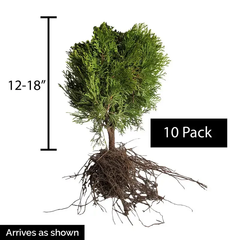 Little Giant Arborvitae Compact Evergreen Hedge Shrub 3