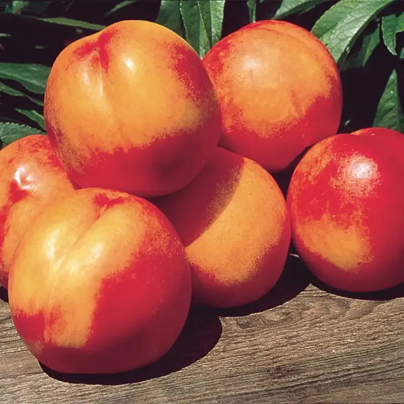 Mericrest Nectarine Tree - Semi-Freestone Variety for Home Gardens