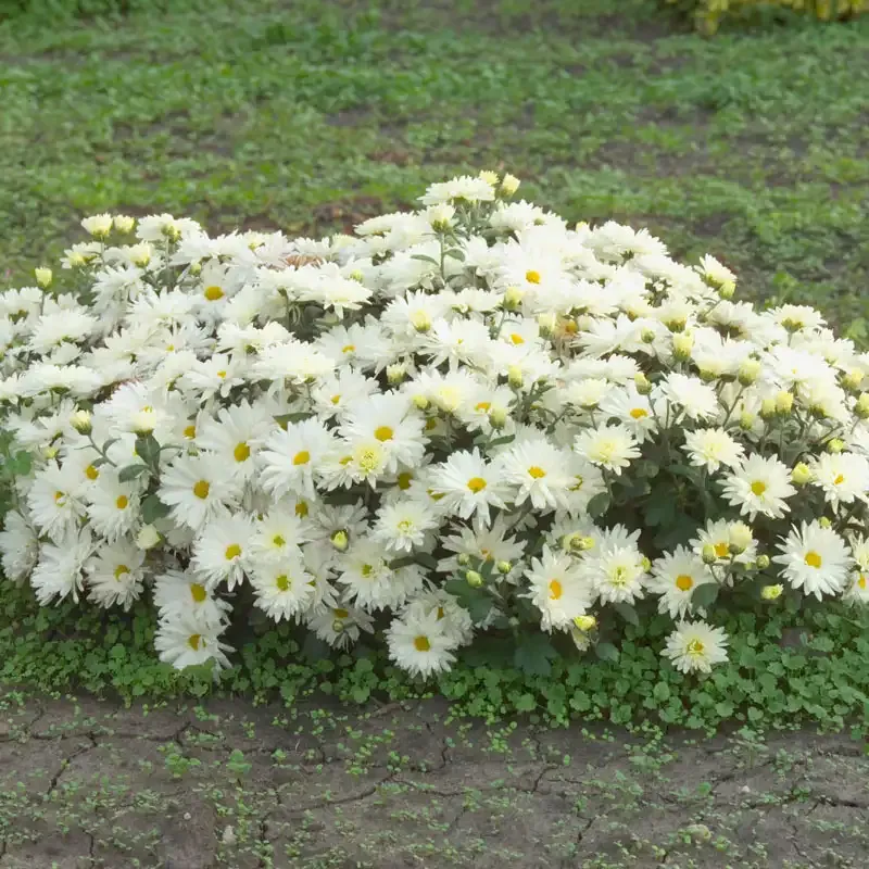 White Daisy Mammoth Mum Large Flowering Chrysanthemum 2