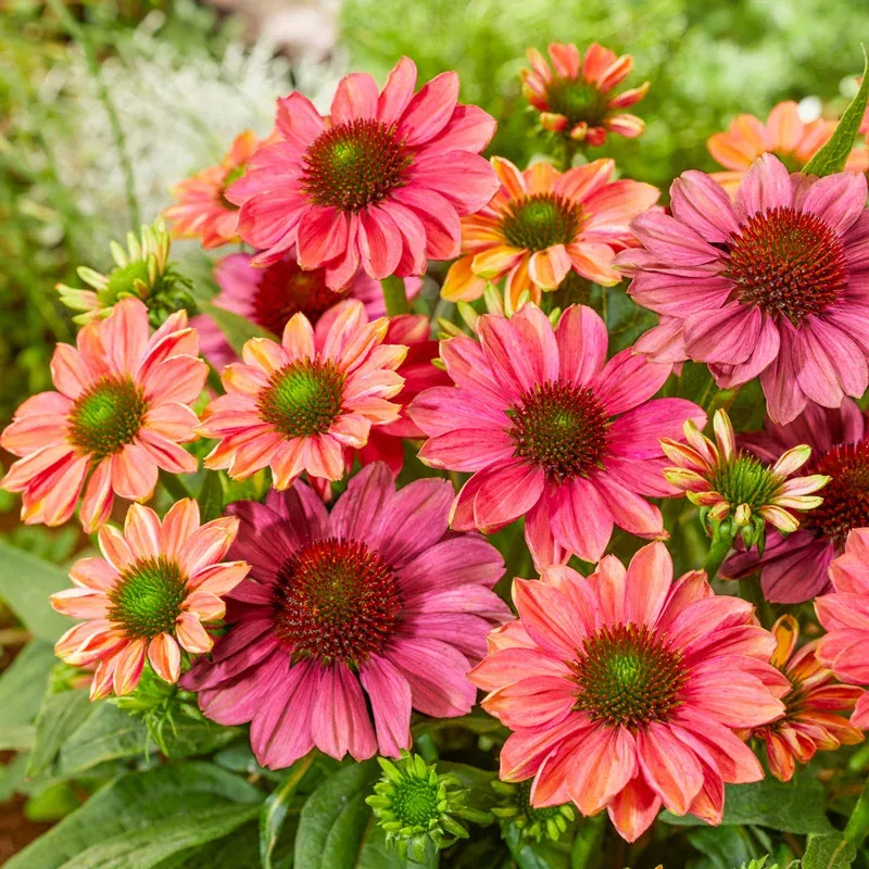 SunSeekers Rainbow Coneflower Perennial Garden Plant