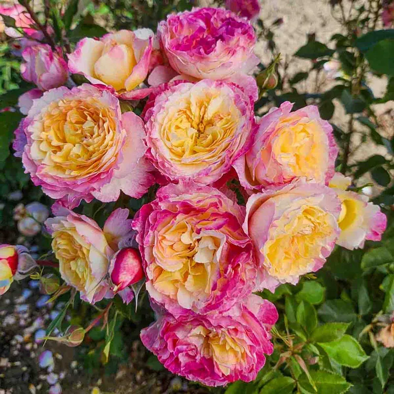 Grandiflora Rose Shrub - Hardy Garden Flowering Plant