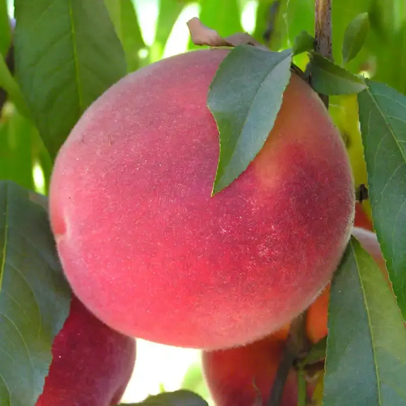 Fanick Peach Tree - Productive Deciduous Fruit Tree