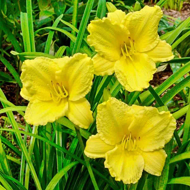Big Time Happy Daylily Perennial Flowering Plant