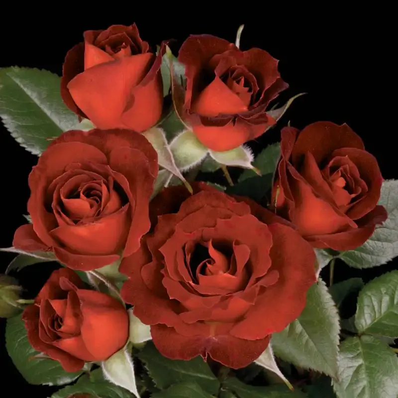 Coffee Bean Miniature Rose Compact Flowering Shrub 2