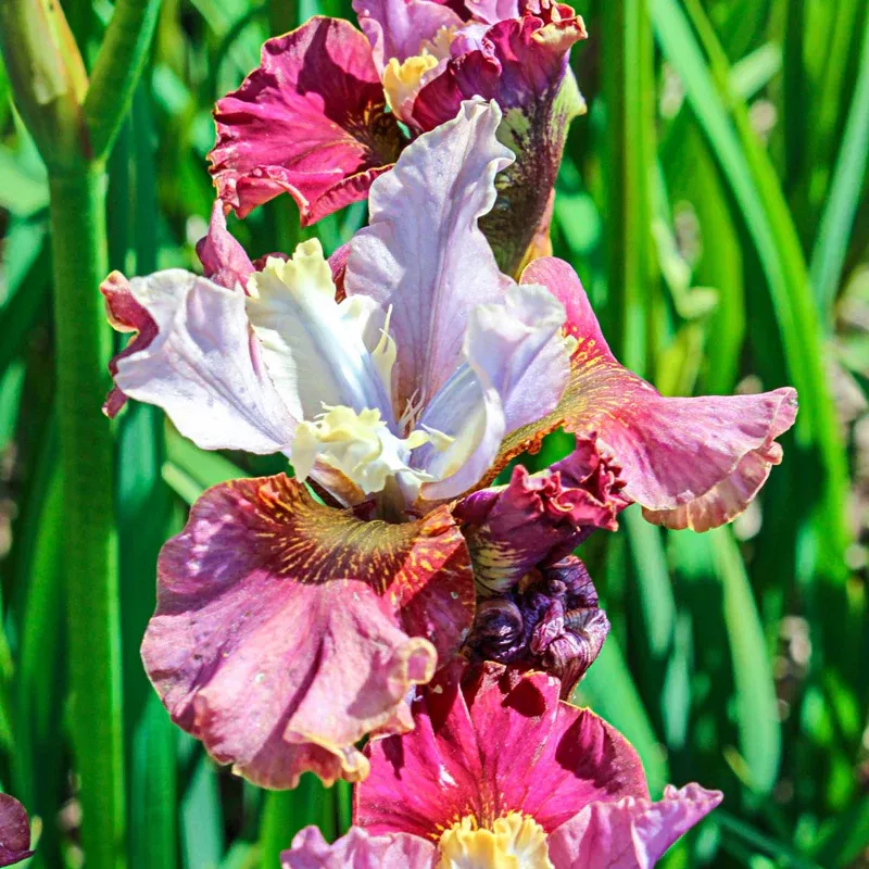 Cherry Fling Siberian Iris Perennial Garden Flower