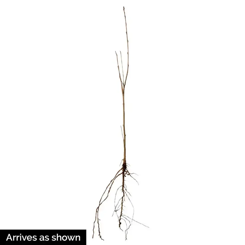 Aronia Berry Tree - Cold Hardy Black Chokeberry Shrub 2